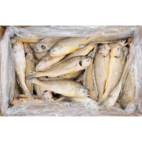 [중국산] 50미 조기 1박스(3.5kg, 150/200사이즈)